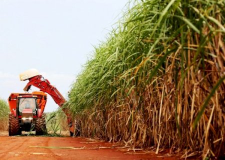 Cana de Açúcar movimenta mais de R$ 100 bi por ano no Brasil