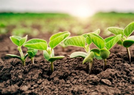 Semeadura da soja atinge 1,7 milhões de hectares em MS
