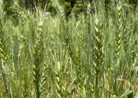 Brasil buscará trigo nos EUA, Canadá e Rússia após quebra na Argentina  | Brasilagro