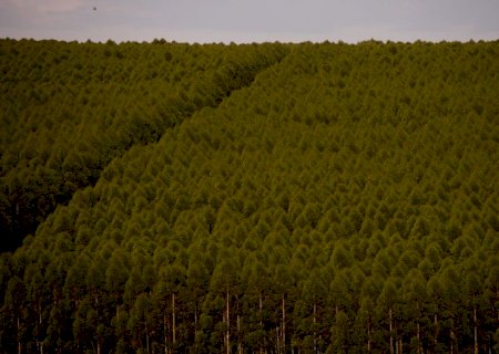 Florestas plantadas no Brasil ocuparam 9,5 milhões de hectares em 2021