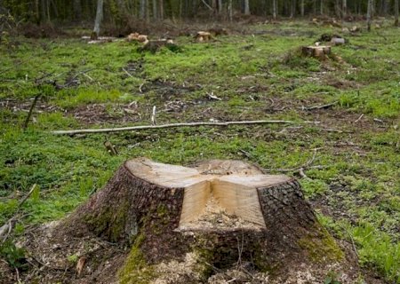 Amazônia tem quase 40% de extração de madeira ilegal