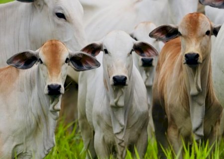 Boi: Em um ano, preço médio do bezerro cai mais de 17%