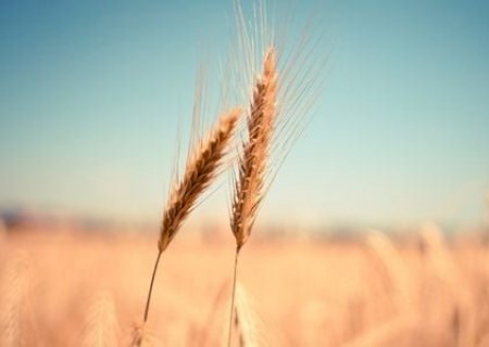 Preços do trigo estão pressionados, mas produtores seguem otimistas