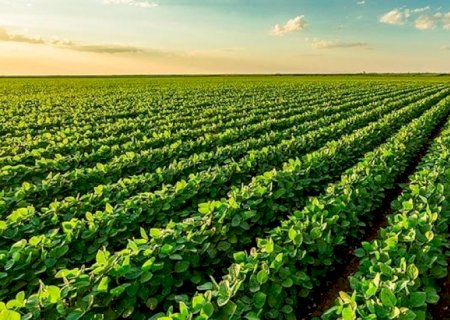 O martelo batido que afeta as multinacionais do agronegócio
