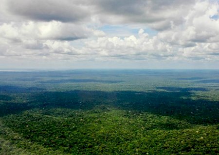 Brasil pode produzir mais soja sem desmatar a floresta amazônica, diz Esalq