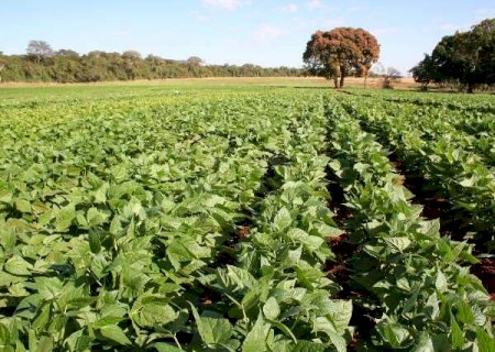MS mantém 7ª posição no ranking da produção nacional do campo
