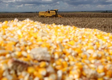 Mercado brasileiro de milho permanece focado nas exportações