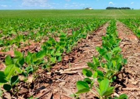 Plantabilidade elevada na safra de soja 22/23 em MS