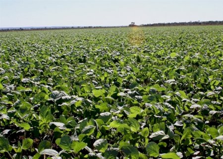 Cresce a busca por iniciativas sustentáveis no agronegócio brasileiro