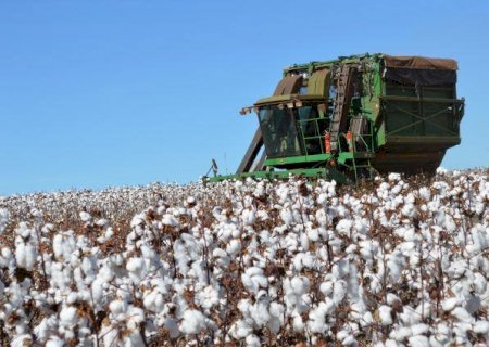 Quase 52% do algodão exportado em setembro pelo Brasil era de Mato Grosso