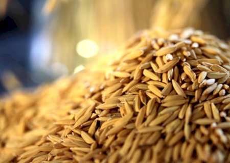 Manejo da lavoura de arroz deve ser do plantio à colheita