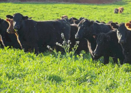 Mercado de boi gordo vive período de incertezas; saiba por quê