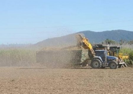 Safras projeta aumento de 3,67% na moagem de cana 2023/24 e mix açucareiro