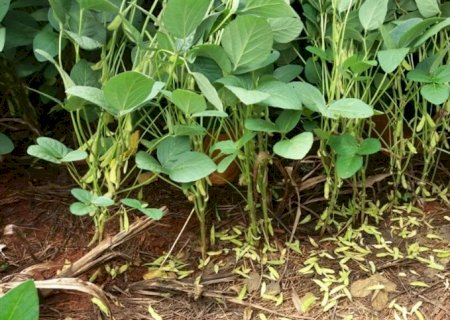 2,5 milhões de hectares de soja já semeados
