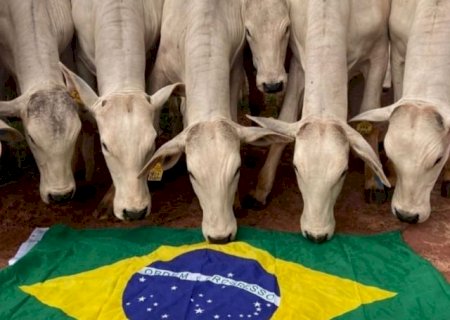 Agronegócio é forte, mas precisa ser mais dos brasileiros
