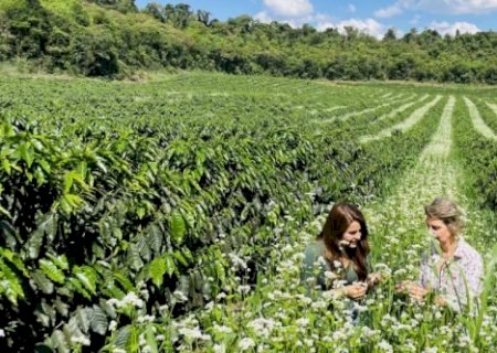 Cafeicultura Regenerativa é Tendência Global