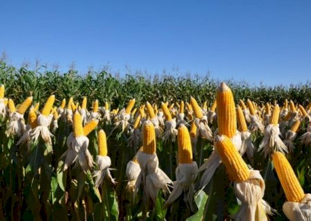 Produto pode reduzir em 25% o nitrogênio usado no milho