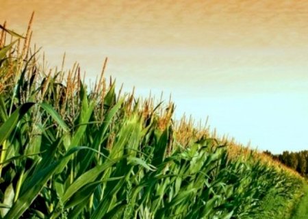 Produtores de milho 2ª safra do Brasil atrasam compra de fertilizantes