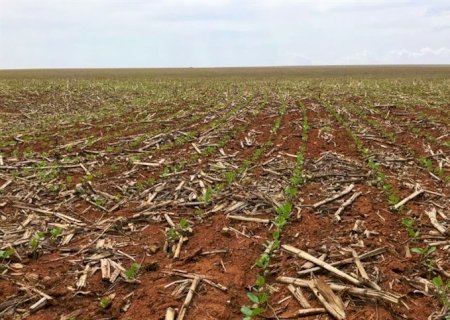 Nunca se plantou tanta soja na América do Sul: E AGORA?
