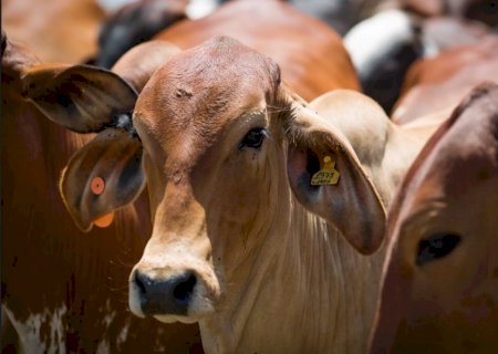 Controle de ruminação bovina pode gerar créditos de carbono