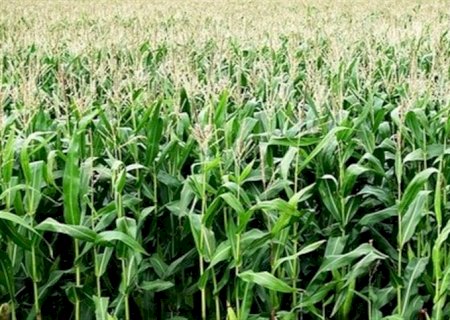 Mesmo com chuvas, plantio do milho avança no Brasil