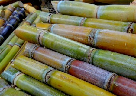 SP: Cana domina produção agrícola