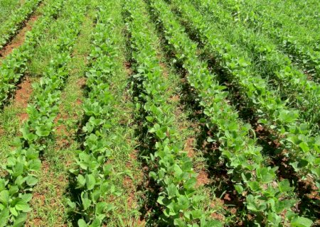 Área plantada e clima propiciam expectativa de recorde de soja em 2022/23