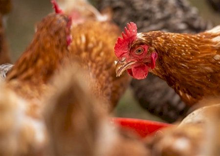 Desempenho do frango vivo em outubro e nos 10 primeiros meses de 2022