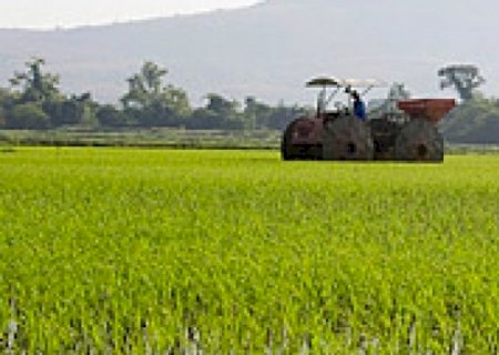 Exportação de arroz aumenta 702% em outubro