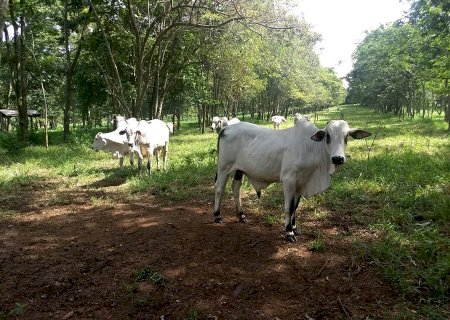Boi: tendência das cotações ainda é de alta