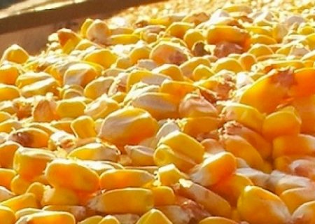Exportação de milho deve dobrar em 2022 para 42,6 milhões de toneladas