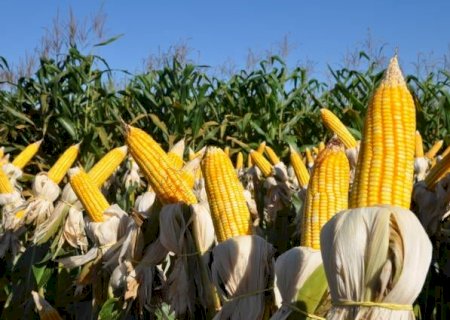 Milho: campeão de concurso de produtividade alcança 248 sacas por hectare