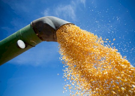 Restrições na China devem afetar mercado de milho na semana