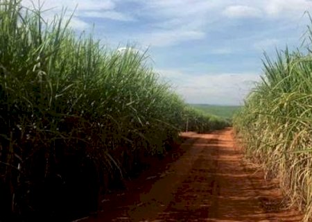 Etanol: Entressafra rouba expectativa de desvantagem que a gasolina terá