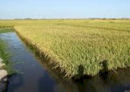 Arroz tem menor área de plantio da história