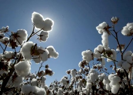 Brasil deve produzir 2,95 milhões de t de algodão, diz Abrapa