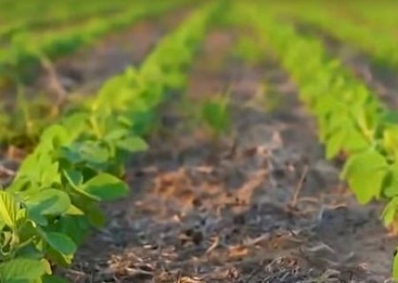 Chuvas não afetam produção agrícola na Bahia. Soja segue com boa perspectiva