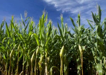 Agro de MS perde R$ 4,8 bilh&otilde;es de faturamento de 2021 para 2022