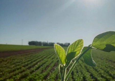 MS perde área dedicada à pecuária em 10 anos, mas espaço para soja cresce 78%