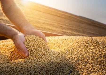 Tecnologia permite selecionar cultivares de soja com sementes de melhor qualidade