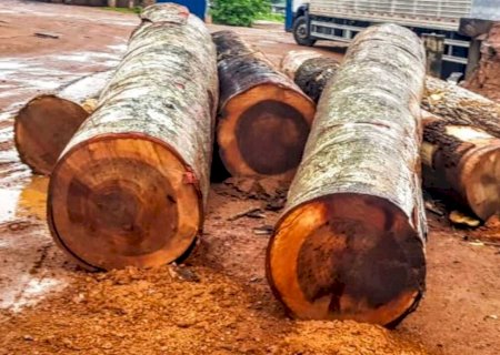 Funai revoga norma que flexibilizava exploração de madeira de terras indígenas