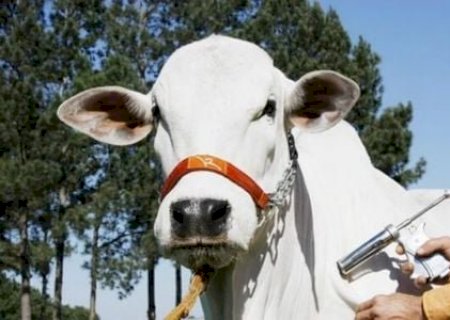 Pecuaristas superam ano desafiador de mercado em baixa e preços instáveis