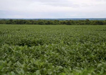 Produção de soja em MS deve alcançar 13,35 milhões de tonelada em 2023