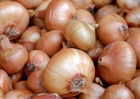 Produtores tentam adiantar o plantio da cebola