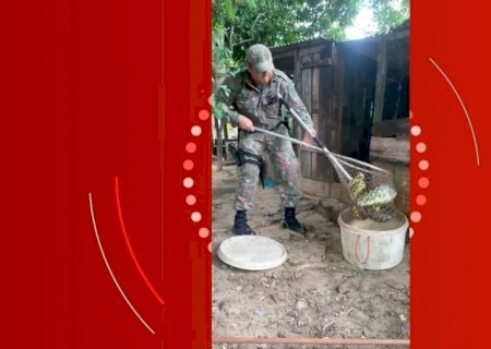 Idosa encontra sucuri de três metros comendo galinha no quintal de casa no Pantanal de MS; veja vídeo