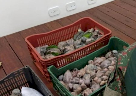 Polícia autua 92 pessoas em R$ 1,5 milhão por tráfico, caça, criação em cativeiro e maus-tratos