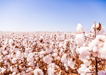Brasil se prepara para alcançar topo do mercado de algodão