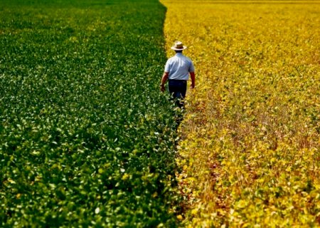 Agronegócio brasileiro avança com três safras por ano na mesma área