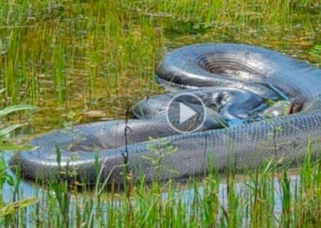 Olha a cobra: sucuri imensa surpreende moradores em Bonito