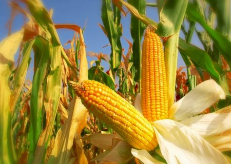 Aliança Agroeconômica do Centro-Oeste divulga relatório do 4º trimestre de 2022